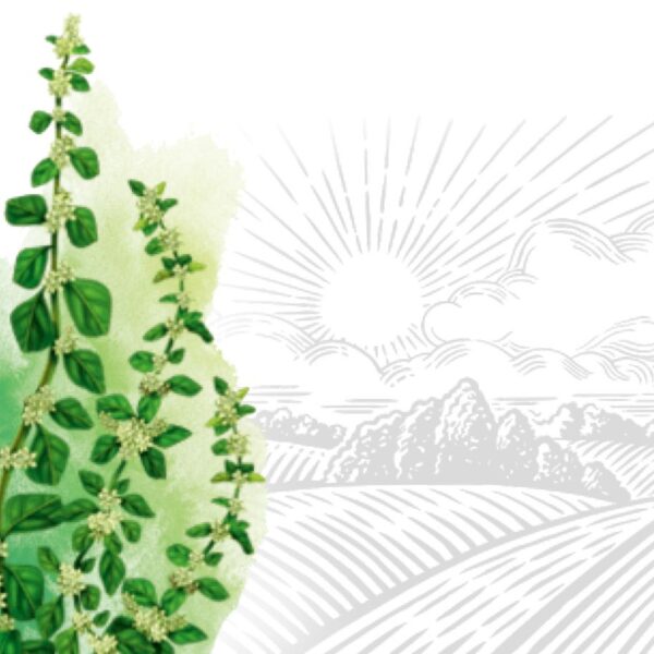 Pol-pala grass: health benefits and harms