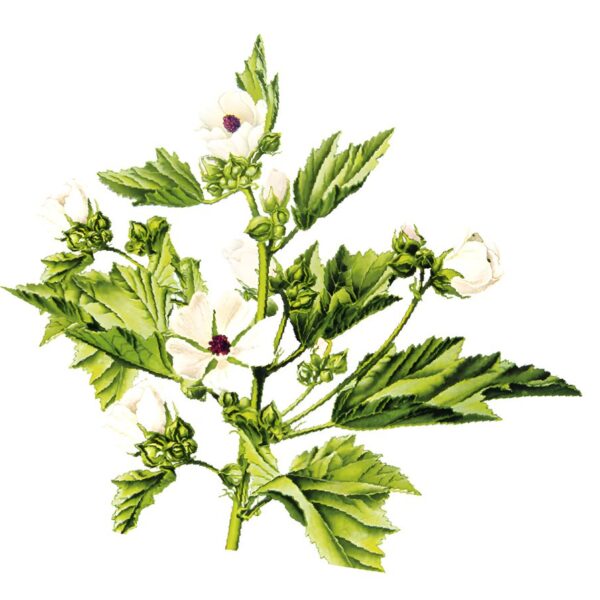Althea from cough: all the secrets of using althea for coughing