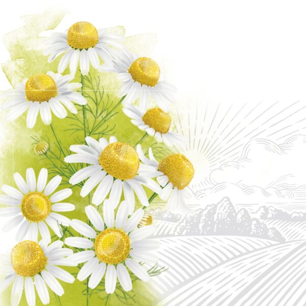About the benefits of chamomile flowers