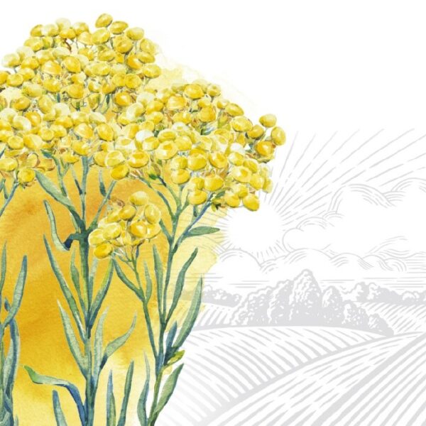 Immortelle herb: benefits, harms and medicinal properties