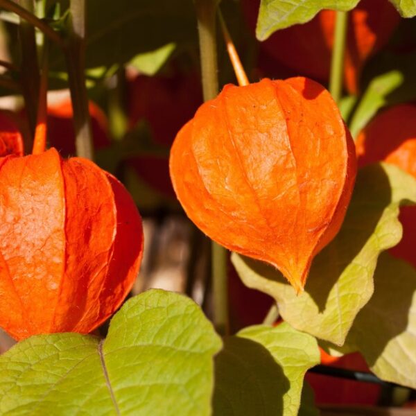 Ashwagandha: What It Is, Properties, Dosage, and Contraindications