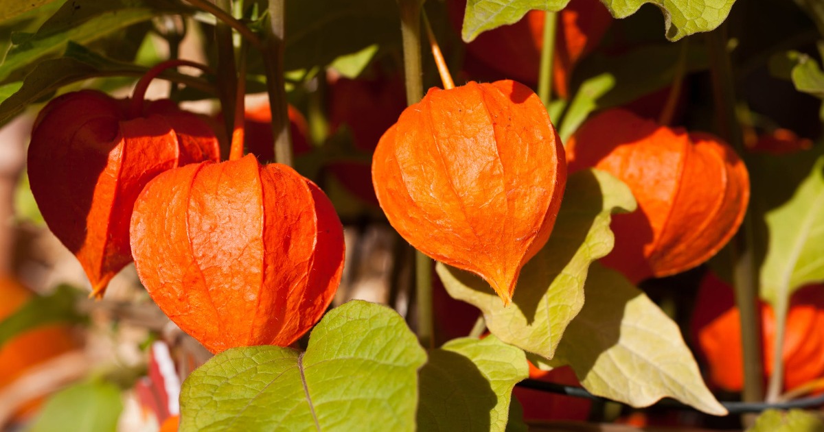 Ashwagandha: What It Is, Properties, Dosage, and Contraindications